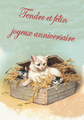 Chatons doux pour un anniversaire tendre
